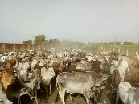 55 હજાર પશુઓની હાલત કફોડી બની