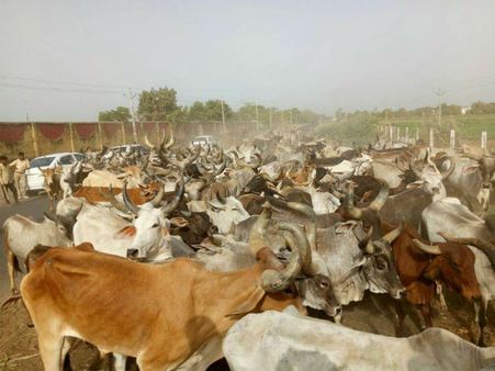 ગાય માટે 144ની કલમ દુ:ખદ