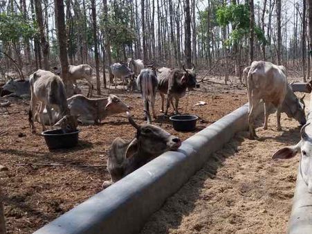 રોજ 1-2 ગાયો મરતી હતી