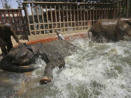 વર્લ્ડ રેકોર્ડ છે કે નહિ તેના પર શંકા