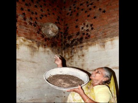 નિપાહ વાયરસથી નથી ડરતાં આ દાદી, રહે છે 400 ચામાચિડિયાં જોડે