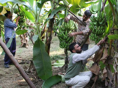 કરો કેળાની ખેતી
