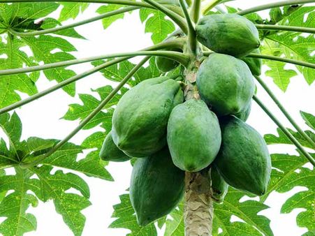 પપૈયાની ખેતી