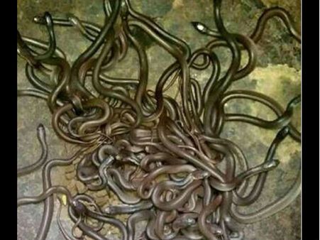 Video: ખેડૂતનું ઘર બન્યું નાગલોક, ઘરમાંથી નીકળ્યા 111 કોબ્રા સાપ