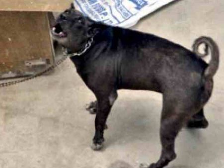 બુરાડી કેસ: 11 લોકોની મૌત પછી હવે પાલતુ કૂતરું ટોમી પણ મર્યું