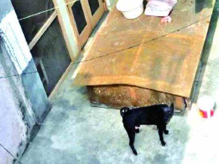 હૃદય રોગના હુમલાથી ટોમીની મૌત હૃદય રોગના હુમલાથી ટોમીની મૌત