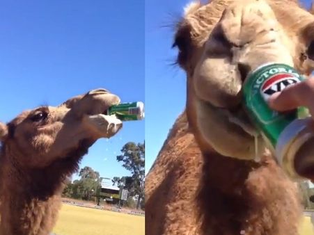 Video: ગટ ગટ કરીને બિયરની આખી કેન પી ગયો આ ઉંટ
