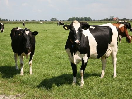 ગૌમૂત્રના વેચાણમાં વધારો