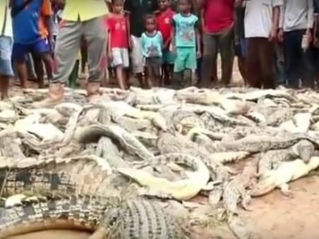 મૌતનો બદલો લેવા ગુસ્સામાં આવેલી ભીડે 300 મગરો કત્લેઆમ કરી