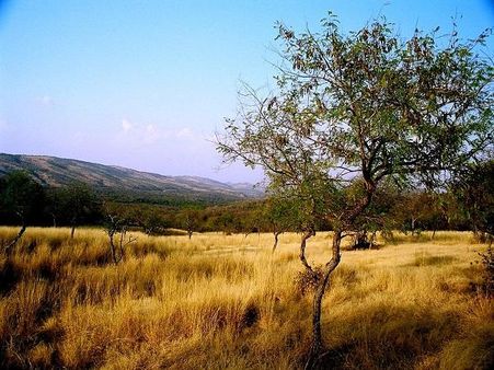 રણથંભૌર નેશનલ પાર્ક