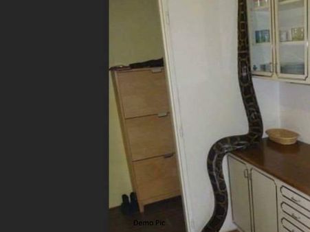 રસોડામાં ગયી મહિલા તો એક મોટો અજગર રાહ જોઈ રહ્યો હતો