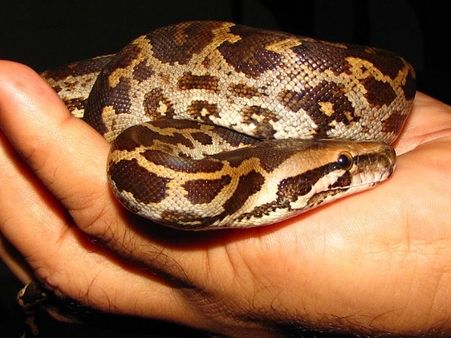 લોકોના સેલ્ફી લેવાના ચક્કરમાં અજગરે જીવ ગુમાવ્યો