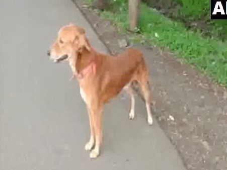 કુતરાએ 14 વર્ષની છોકરીને બચાવી બળાત્કારીઓના ચુંગલમાંથી