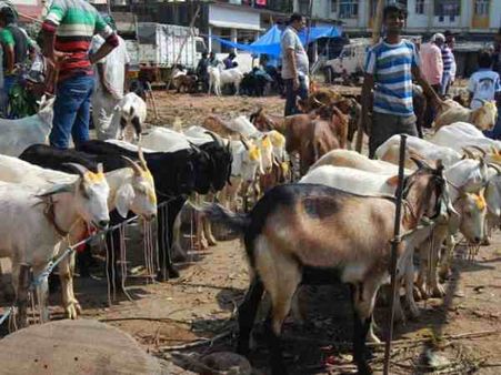 બકરીઇદ પર બકરીના નામે કુતરા વેચી રહ્યા, ભસવાથી ખબર પડી