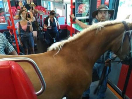 ઘોડો લઈને ટ્રેનમાં ચડ્યો વ્યક્તિ, લોકો જોતા જ રહી ગયા