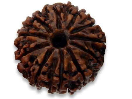 અગ્યાર મુખી રુદ્રાક્ષ પહેરવાથી રોગ-દોષ સામે રક્ષણ મળે