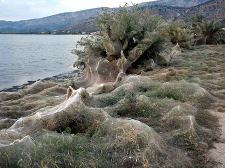સ્થાનિક લોકોને બીક નથી લાગતી