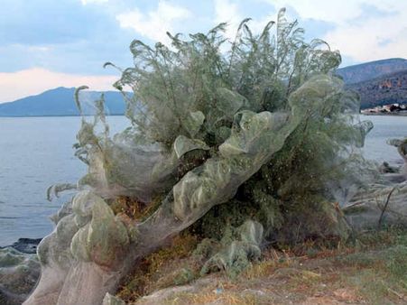 પાણી પર પણ ચાલી શકે છે આ કરોળિયા