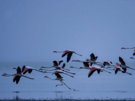 પક્ષી અભ્યારણ્ય