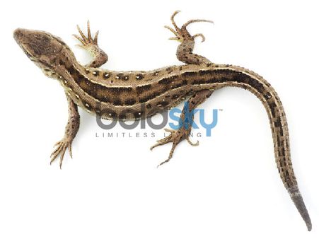 ડાબી બાજુથી ઉતરે તો