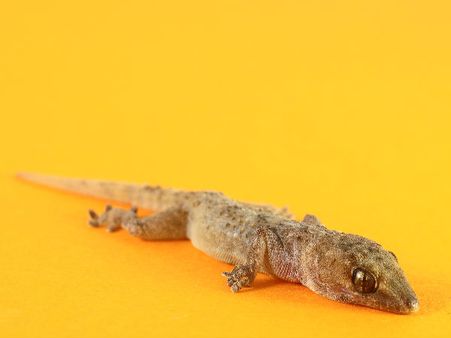 નવા ઘરમાં પ્રવેશ કરતા દેખાય તો