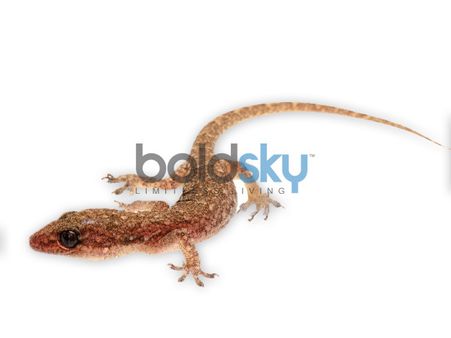 જમણી બાજુથી ગરોળી ઉતરે તો