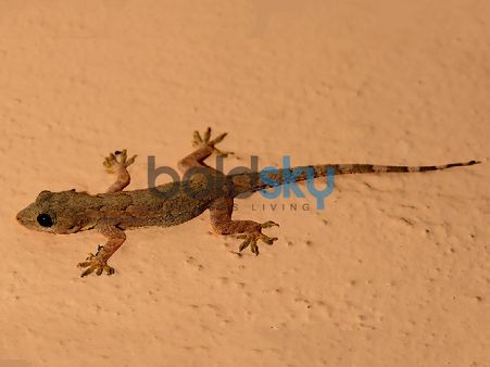 ગરોળી ઝઘડો કરતી જોવા મળે તો