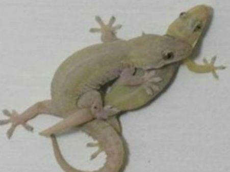 ગરોળી સંભોગ કરતી જોવા મળે તો