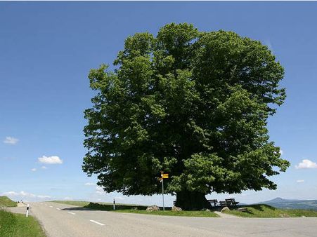 ઝાડને ખોદતાં સચ્ચાઈ સામે આવી