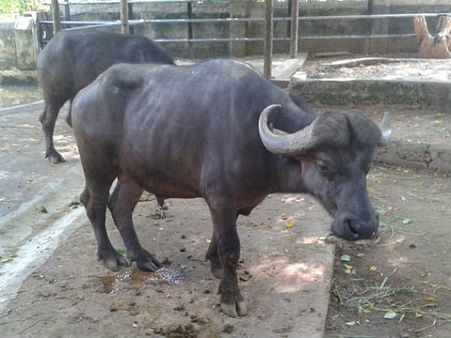 બંધૂકધારી શખ્સોએ ડેરીને ટાર્ગેટ બનાવી