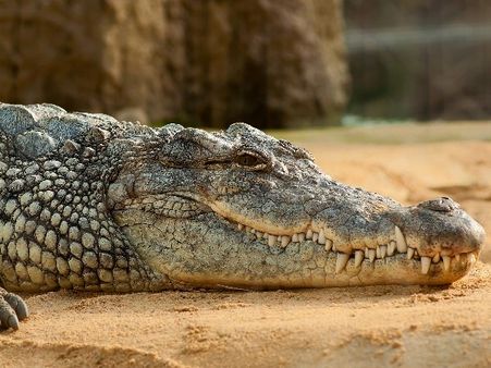 વન વિભાગના અધિકારીઓએ રેસ્ક્યૂ કર્યો