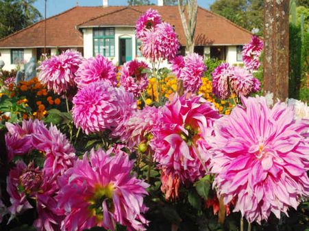 ઘરની આસપાસ છોડ વાવો