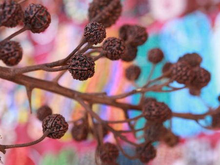 2. દ્વિમુખી રૂદ્રાક્ષ