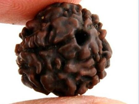 9. નૌમુખી રૂદ્રાક્ષ