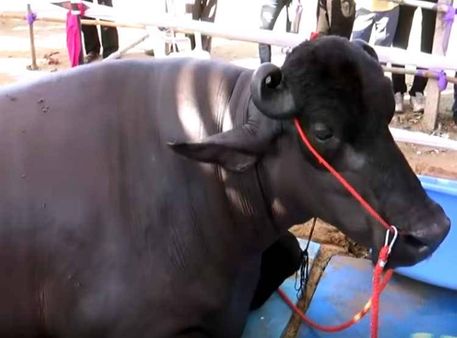 પુષ્કર મેળો