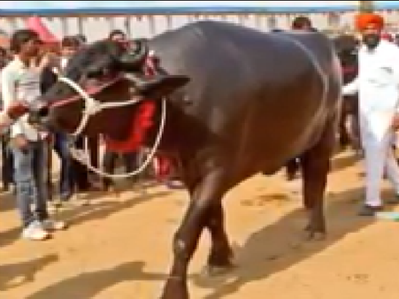 પાડાની રોજ માલિસ પણ થાય છે