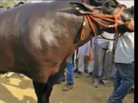 સૌથી તાકાતવર પાડો