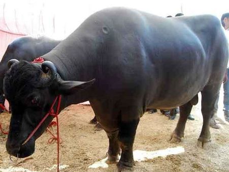 નસલ સુધારવા માગે છે