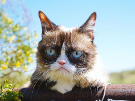 દુનિયાના સૌથી અમીર પ્રાણી, મરઘીના નામે છે 1.5 કરોડની સંપત્તિ