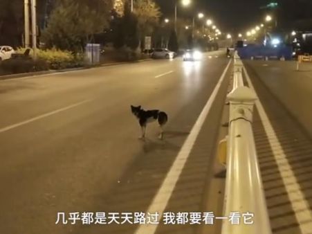 Video: માલિકનું મૃત્યુ થયું ત્યાં 80 દિવસ સુધી બેસી રહ્યો કુતરો