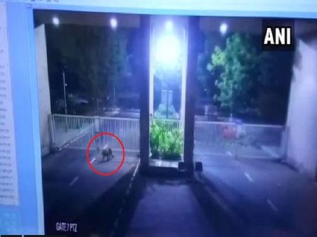 Video: ગુજરાત વિધાનસભામાં દીપડો ઘુસ્યો, 100 લોકોની ટીમ પકડવામાં જોડાઈ