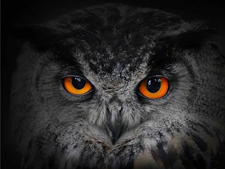 શુભ માનીને ચડાવાય છે બલિ, જાણો ઘુવડ અંગેના રસપ્રદ તથ્યો