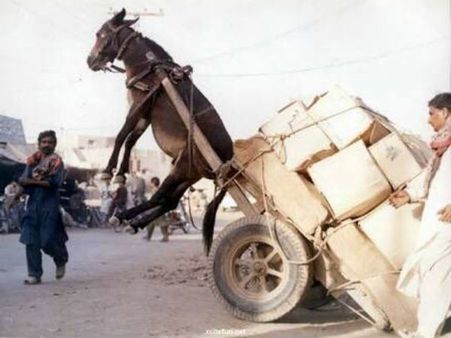 Video: ગધેડાઓની વસતીના મામલે પાકિસ્તાન નીકળ્યું સૌથી આગળ