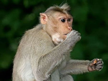 લુપ્ત પ્રજાતિના વાંદરાને મારીને ખાવાના આરોપમાં 6 લોકોની ધરપકડ