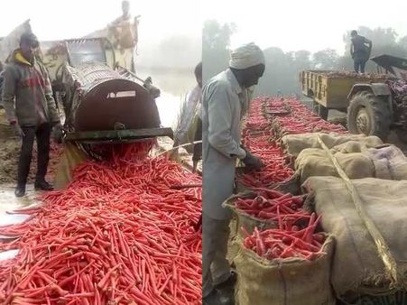 ગાજર ધોવા માટે વોશિંગ મશીન 