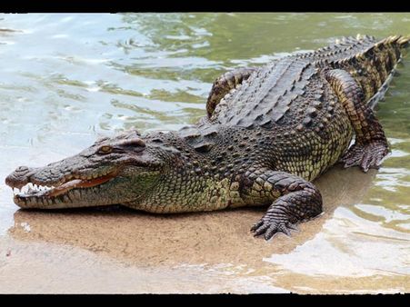 પાલતુ મગર હતો
