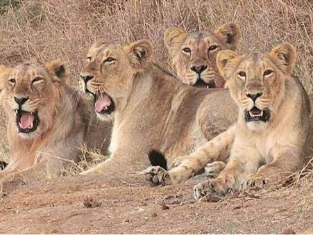 કમોતે ન મરે સિંહ તે માટે આ કરી રહી છે સરકાર