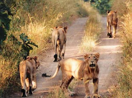 અપ્રાકૃતિક મોતની ઘટનાઓ અહીં સૌથી વધુ
