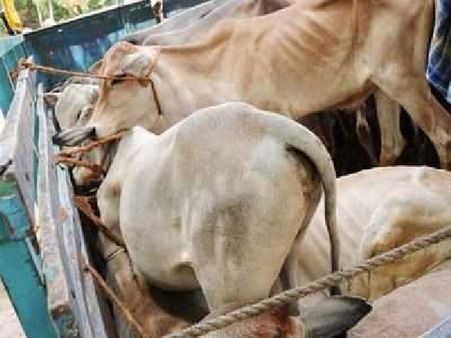 સંક્રમિત પ્રાણીઓનું દૂધ ડેરીમાં ન આપો