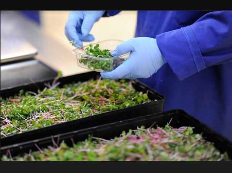 ક્યાં થાય છે સી-વાઈડ ફાર્મિંગ